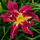 Heavenly Double Stunner Daylily